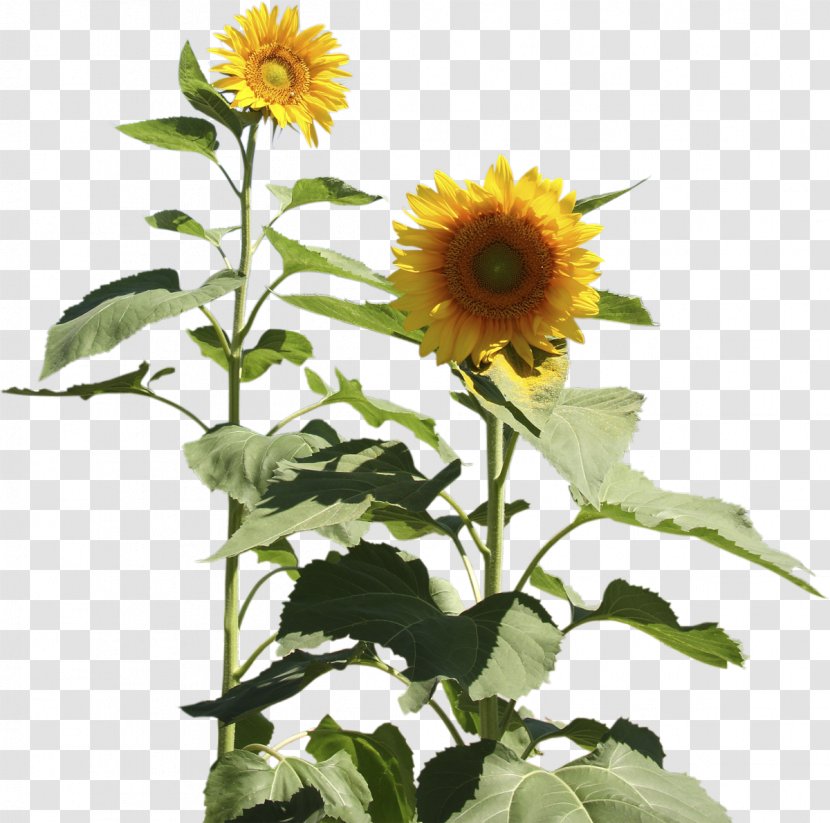 Four Cut Sunflowers Two Common Sunflower Daisy Family Transparent PNG