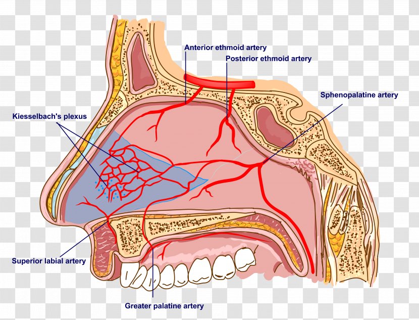 Nerve Sphenopalatine Artery Anatomy Of The Human Nose - Tree Transparent PNG