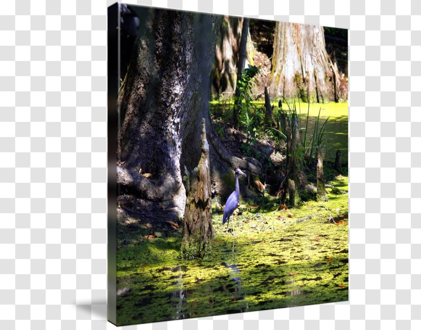 Heron Nature Ecosystem Gallery Wrap Fauna - Swamp Scene Transparent PNG