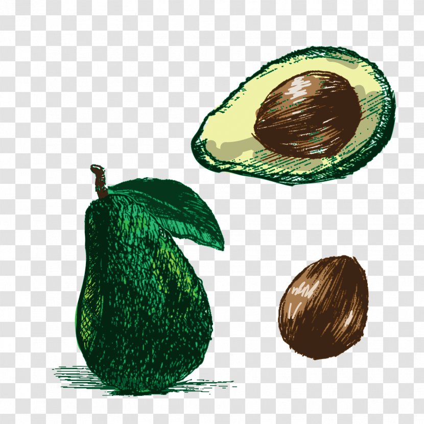 Drawing Photography Euclidean Vector Illustration - Seed - Avocado Transparent PNG