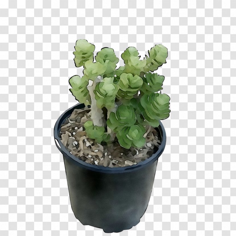 Flowerpot Echeveria Houseplant Succulent Plant Cactus - Triangle Transparent PNG