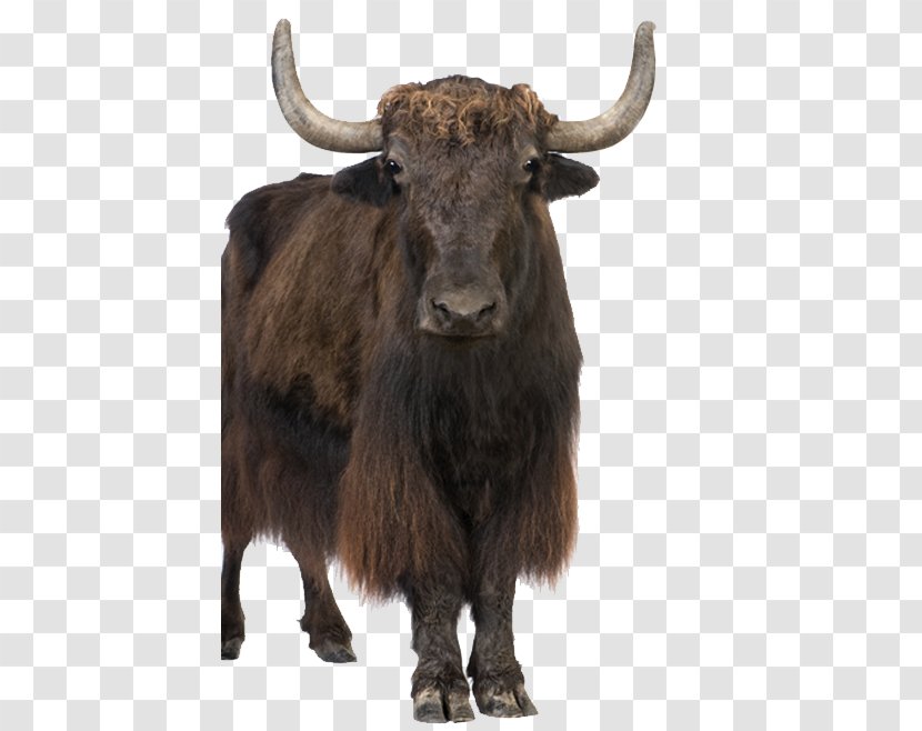 Ankole-Watusi Wild Yak Royalty-free Stock Photography - Ankolewatusi Transparent PNG