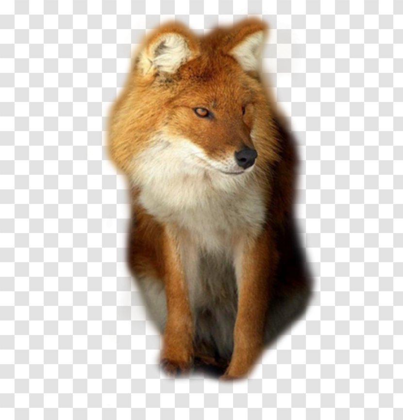 Red Fox Dhole Coyote African Wild Dog - Fauna Transparent PNG
