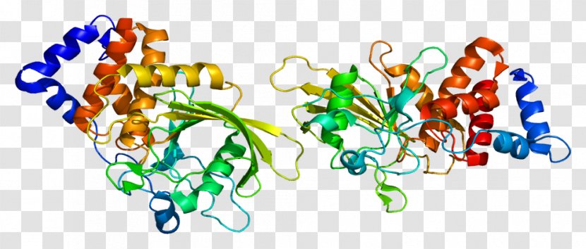 PTPRT Protein Tyrosine Phosphatase Gene Homo Sapiens - Flower - Frame Transparent PNG