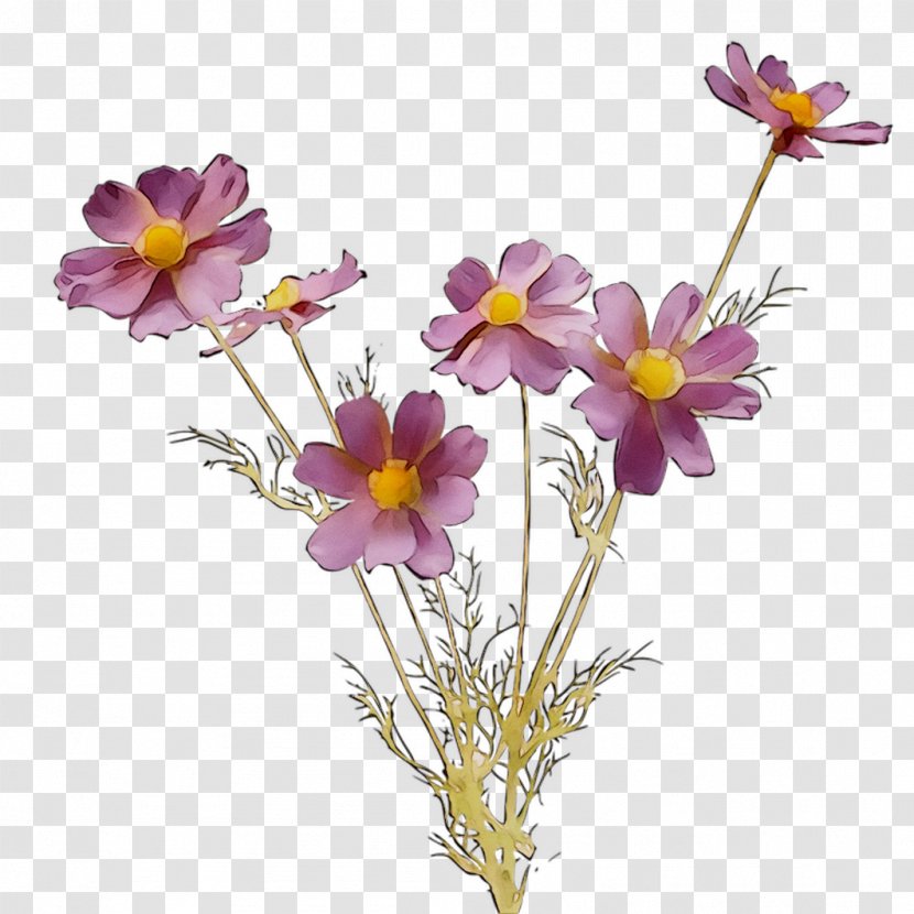 Garden Cosmos Standard Paper Size Annual Plant Scrapbooking - Square Meter Transparent PNG