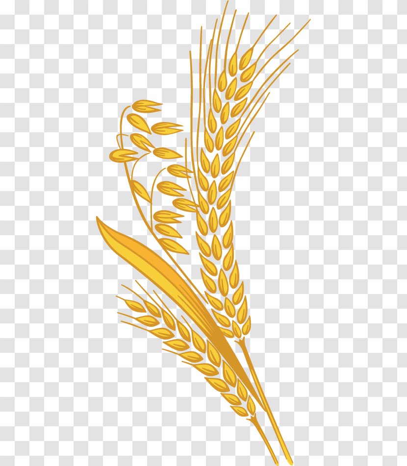 Grain Clip Art - Feather - Millet Grain. Transparent PNG