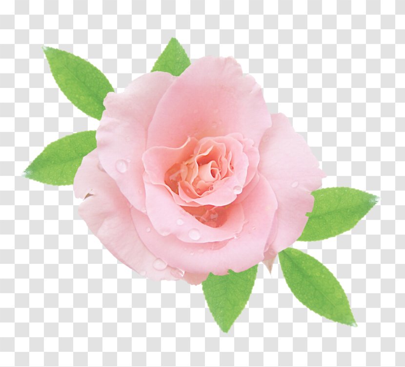 Garden Roses Cabbage Rose China Floribunda Pink - Petal - Sea Gul Transparent PNG