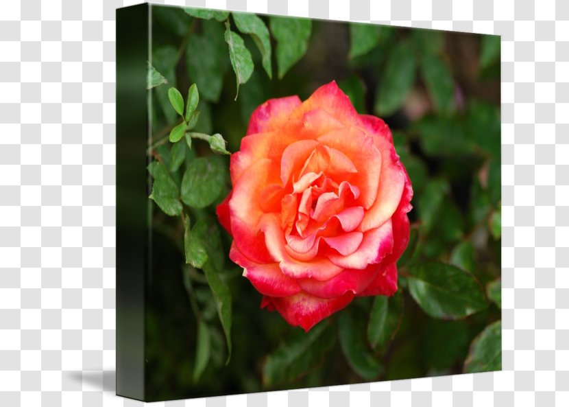 Floribunda Garden Roses Cabbage Rose Rosa Peace Desert Transparent PNG
