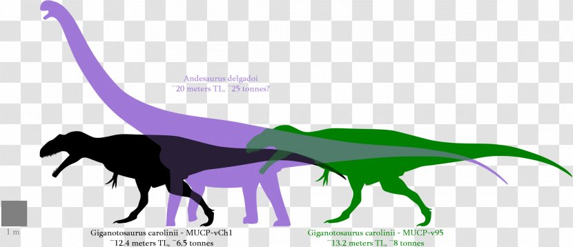 Giganotosaurus Argentinosaurus Dinosaur Size Tyrannosaurus Mapusaurus - Acrocanthosaurus Transparent PNG
