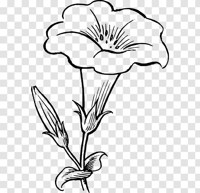 Drawing Black And White Flower Clip Art - Monochrome Photography - Glory Transparent PNG