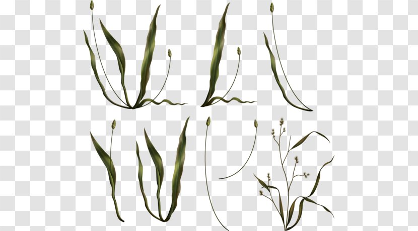 Grasses Plant Stem Advertising Clip Art - Organism Transparent PNG