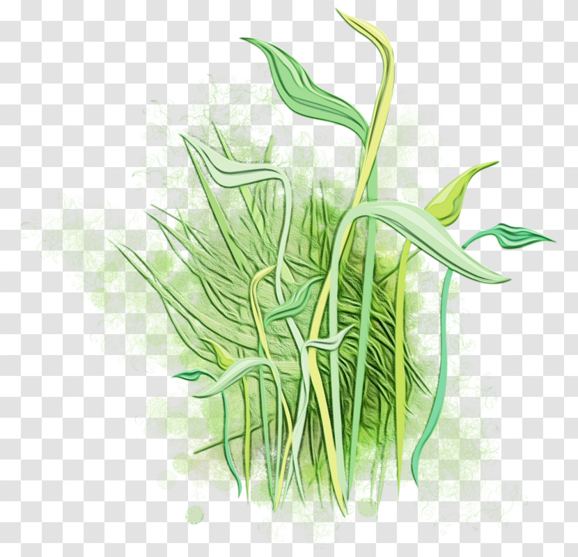 Grass Plant Grass Family Leaf Plant Stem Transparent PNG