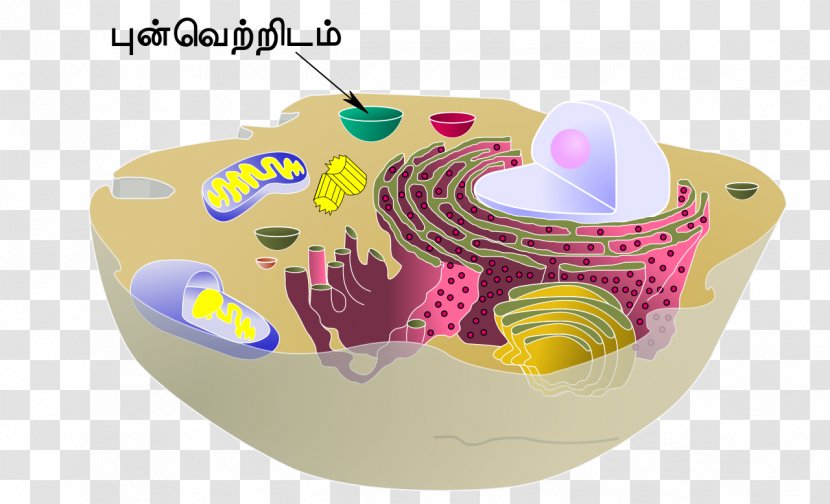 Cèl·lula Animal Vacuole Cell Organelle - Cytoplasm - Taça Transparent PNG