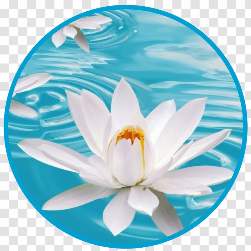 Flower Desktop Wallpaper White Blue Nelumbo Nucifera - Display Resolution - Lotus Transparent PNG