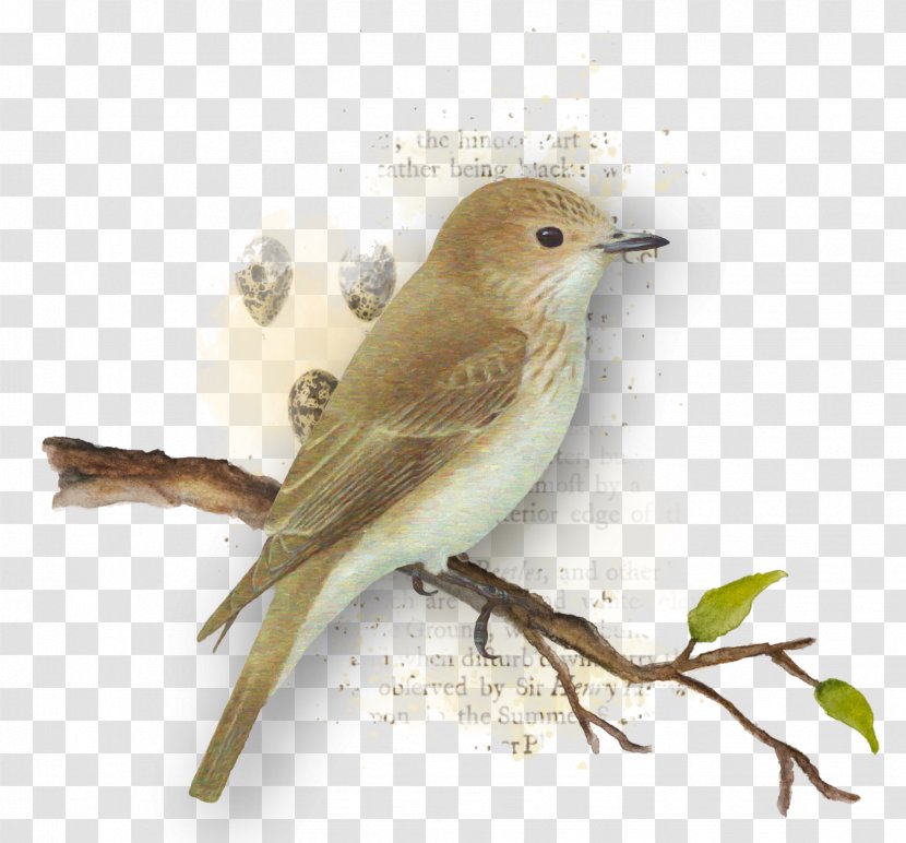 Common Nightingale Bird Finch American Sparrows Beak Transparent PNG