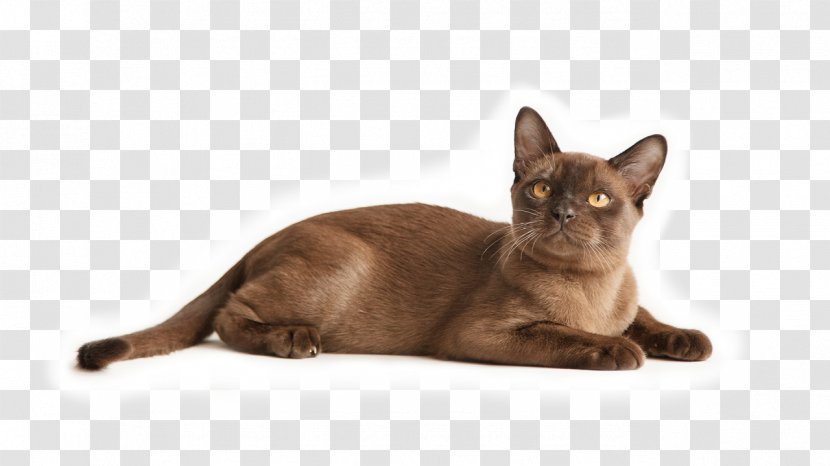 Burmese Cat Malayan Havana Brown Kitten Domestic Short-haired - Asian Transparent PNG