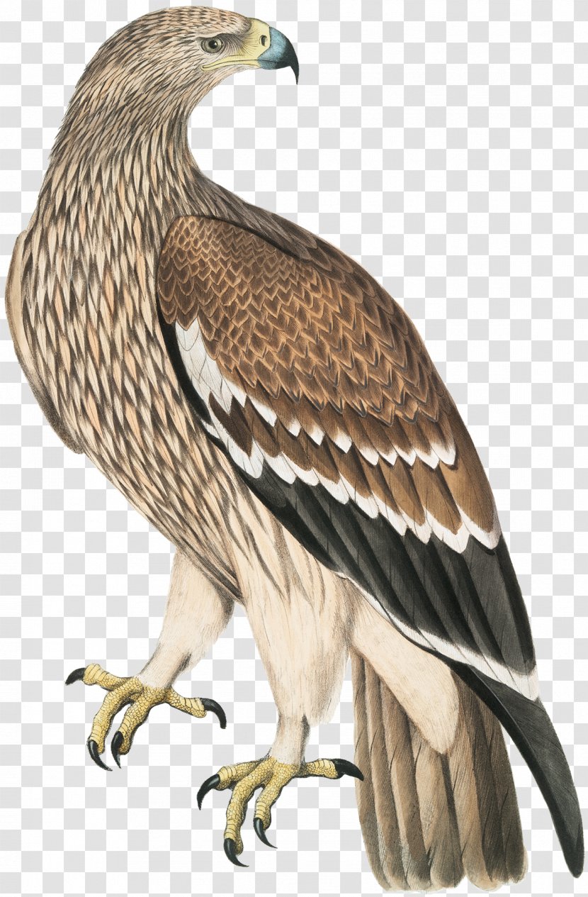 The Birds Of America Bald Eagle Drawing - Vulture - Golden Transparent PNG