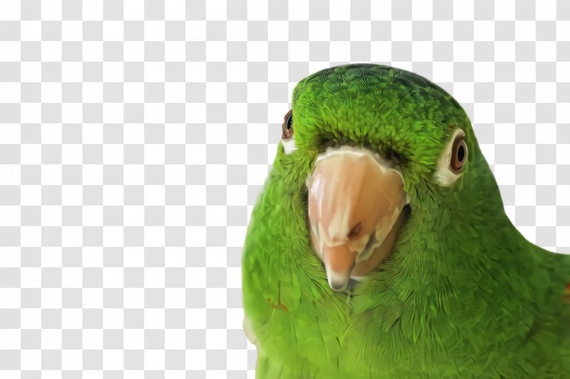 Lovebird - Perico - Budgie Transparent PNG