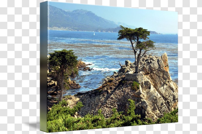 Lone Cypress Coast Pismo Beach Photography Art.com - Garden - Tree Transparent PNG