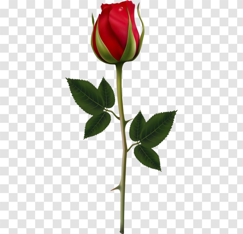 Rose Flower Clip Art - Garden Roses - Ay Transparent PNG