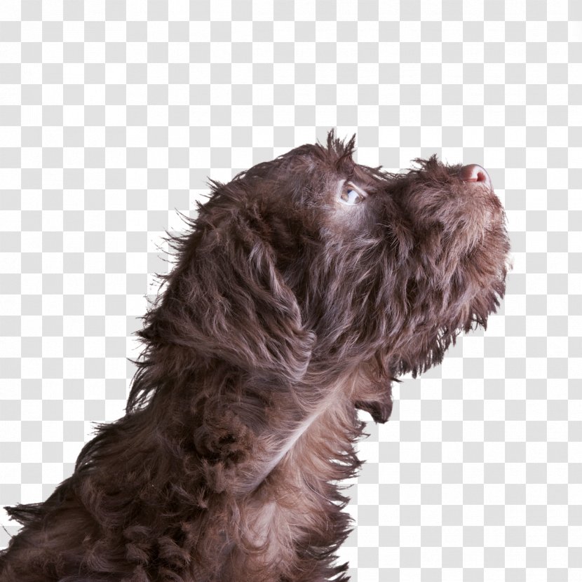 Schnoodle Miniature Schnauzer Wirehaired Pointing Griffon Spanish Water Dog Breed - Spaniel - Puppy Transparent PNG