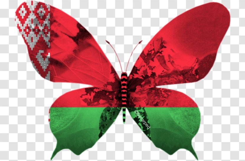 Eurovision Song Contest 2012 2013 2017 2006 - Insect - Butterfly Transparent PNG