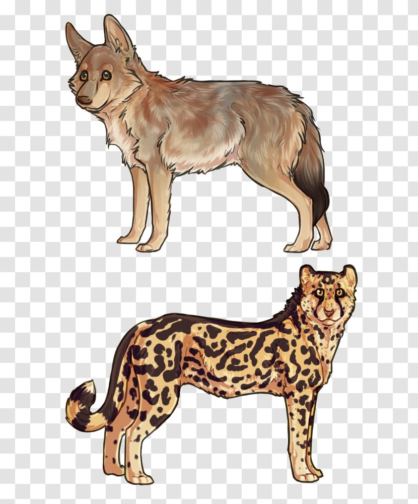 Cat Dog Breed Dhole Dingo - Like Mammal Transparent PNG