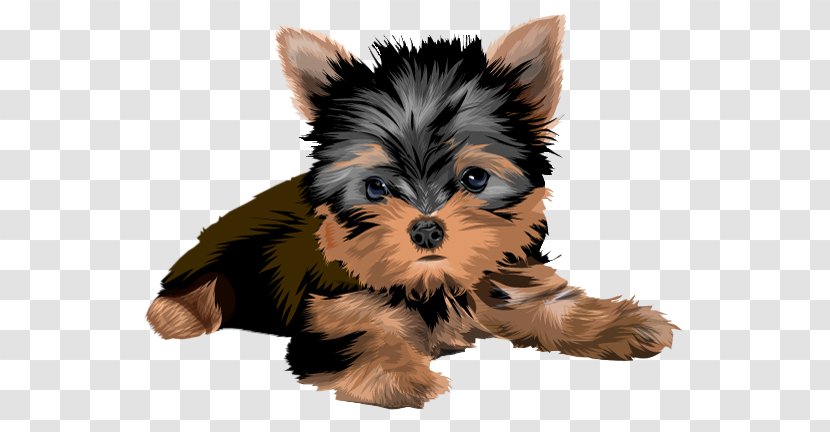 Yorkshire Terrier Biewer Puppy Australian Yorkipoo - Airedale - Dog Lying Transparent PNG