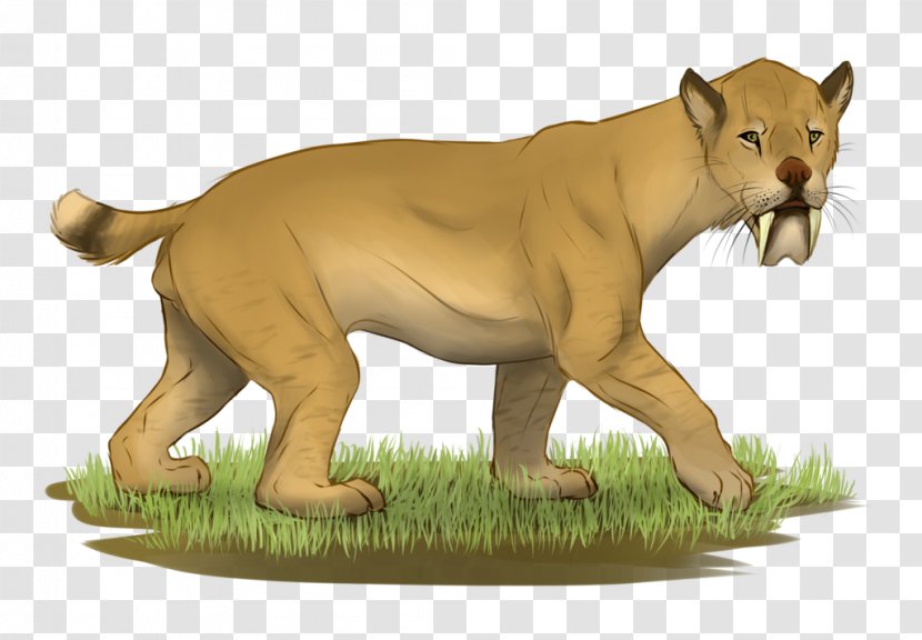 Cougar Lion Barbourofelidae Barbourofelis - Animal Figure Transparent PNG