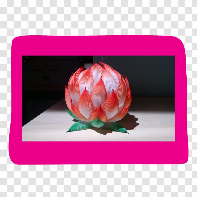 Flowering Plant Petal Magenta - Pink - Lotus Lantern Transparent PNG