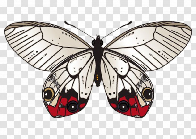 Butterfly Moth Clip Art - Brush Footed - Specimens Transparent PNG