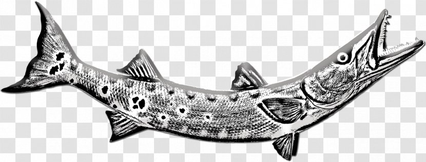 Image Photograph Video Pixabay Fish - Barracuda Transparent PNG