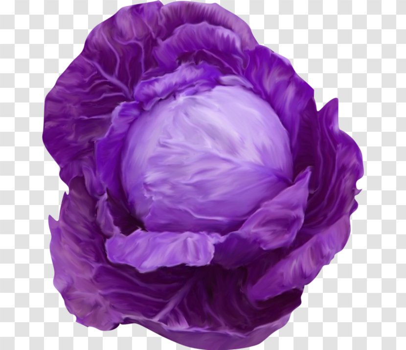 Red Cabbage Cauliflower Broccoli - Cut Flowers - Purple Transparent PNG