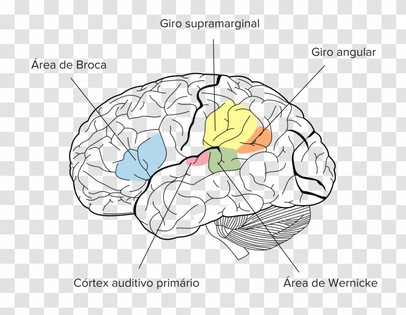 Angular Gyrus Parietal Lobe Supramarginal Brain - Frame Transparent PNG