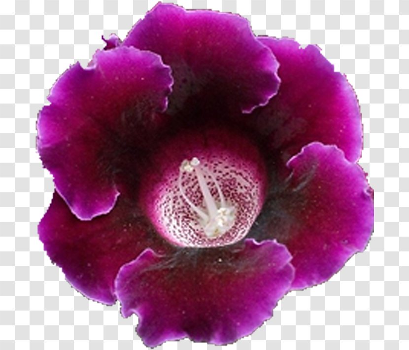 Petal Family Sinningia Malvales Violet - Pnk Transparent PNG