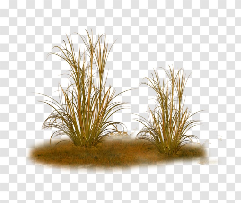 Ornamental Grass Feather Reed Texture Mapping Plant Transparent PNG