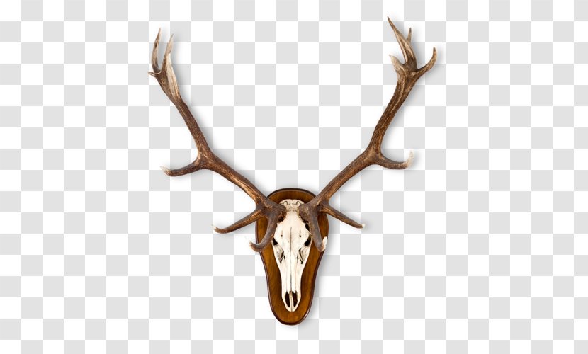 Elk Red Deer Moose Antler - Trophy - Modern Farmhouse Transparent PNG