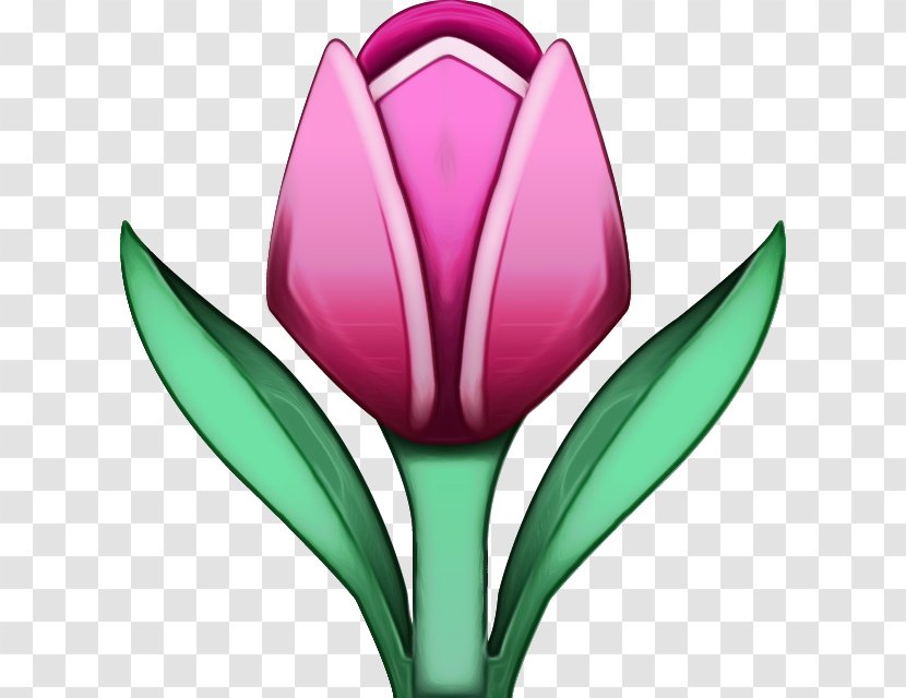 Flower Tulip Tulipa Humilis Plant Petal - Lily Family Flowering Transparent PNG