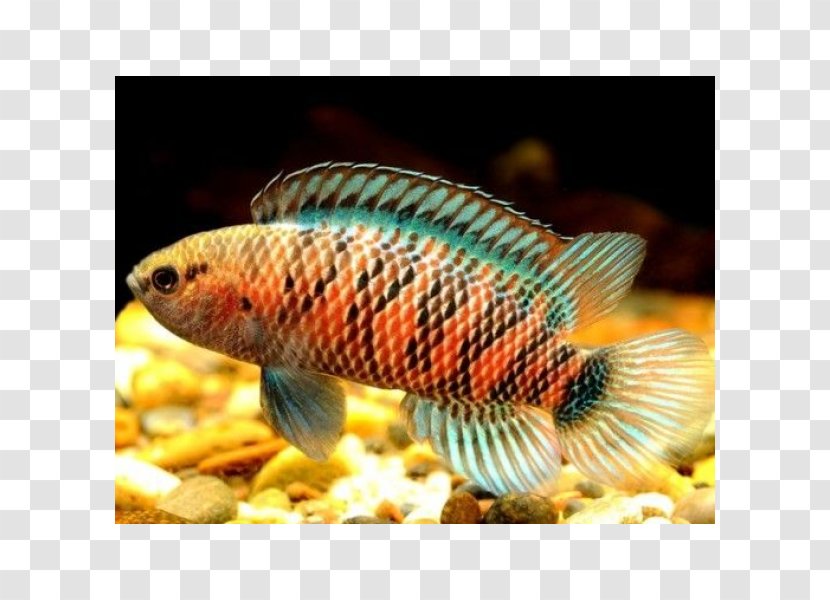 Badis Tropical Fish Aquarium Scarlet - Aquariums Transparent PNG