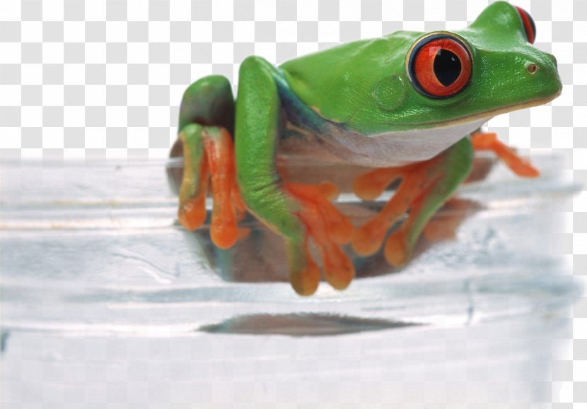 Frog Download Desktop Environment Wallpaper - Tree - On Glass Transparent PNG