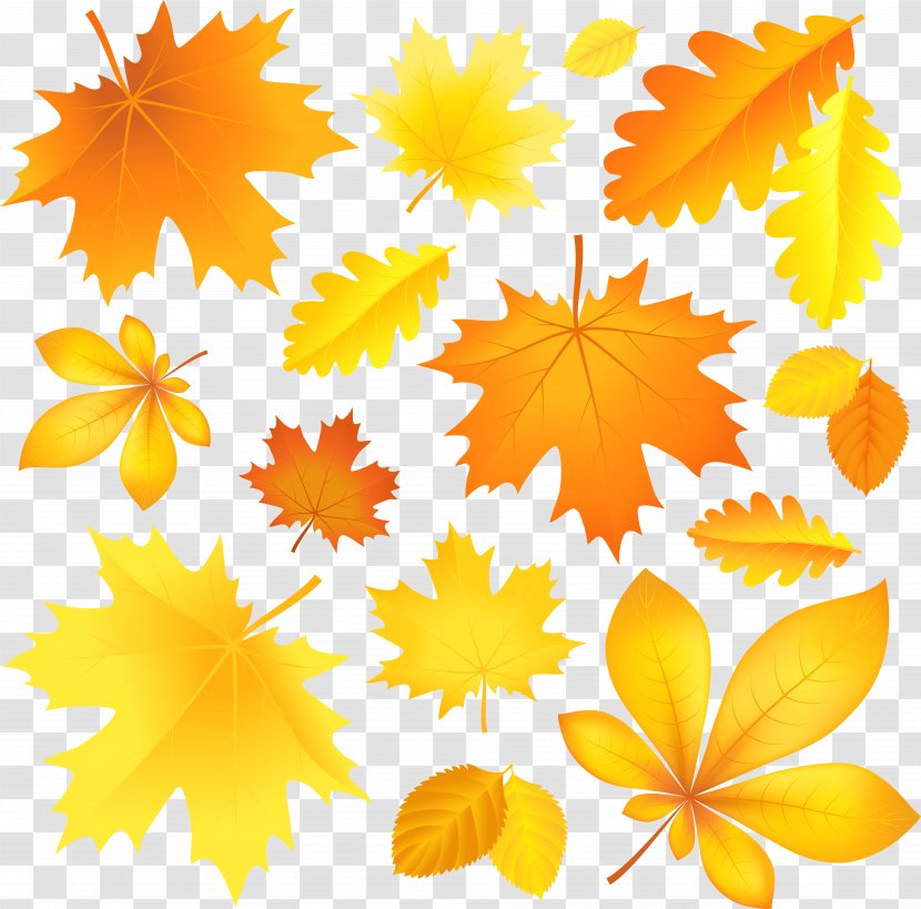 Autumn Leaf Color Clip Art - Photography - Transparent Fall Leaves Picture Transparent PNG