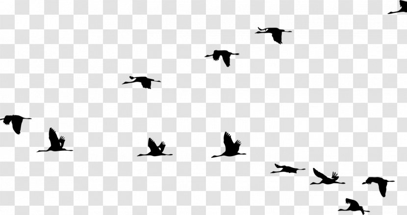 Crane Bird Flight Clip Art Vector Graphics - Wildlife - Birds Flying Migration Transparent PNG