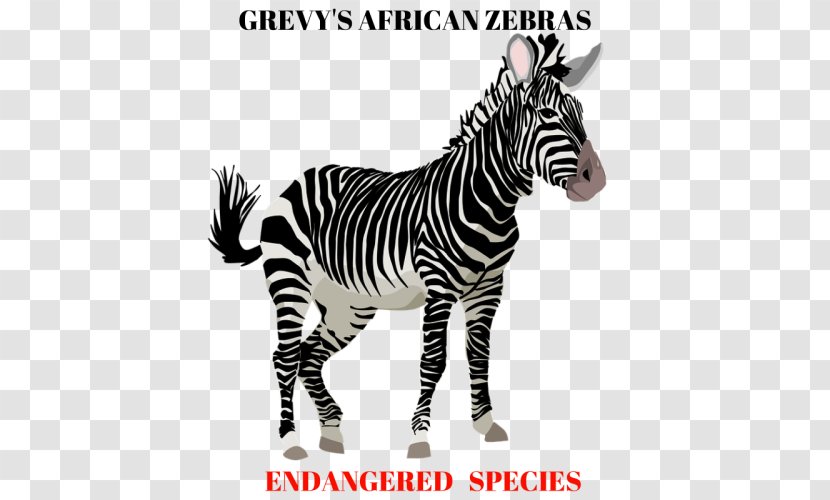 Zebra Horse Clip Art - Animal Figure Transparent PNG