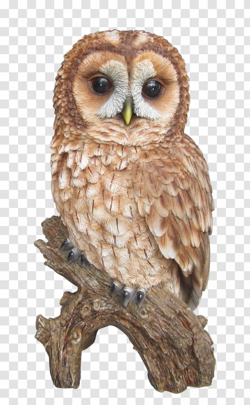 Tawny Owl Barn Barred Clip Art - Animal Transparent PNG