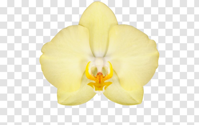 Moth Orchids Cut Flowers Denim - Plant - Flower Transparent PNG