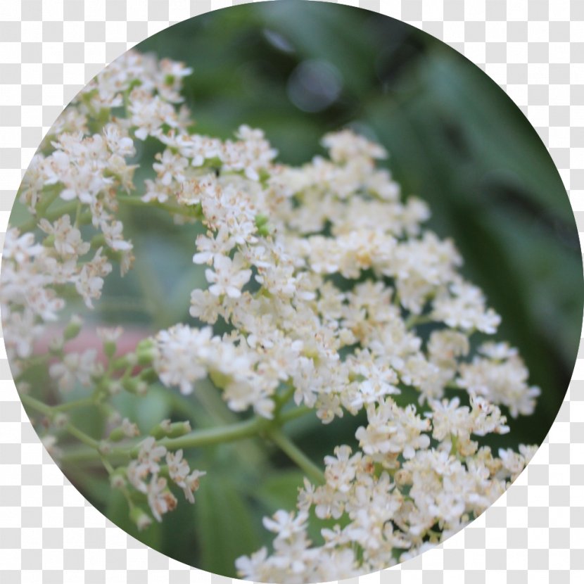 Keyword Tool Herbalism Health Medicine Research - Symptom - Anthriscus Transparent PNG