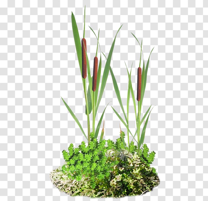 Herbaceous Plant Blog Floral Design Clip Art - Flower Arranging - Roseau Transparent PNG
