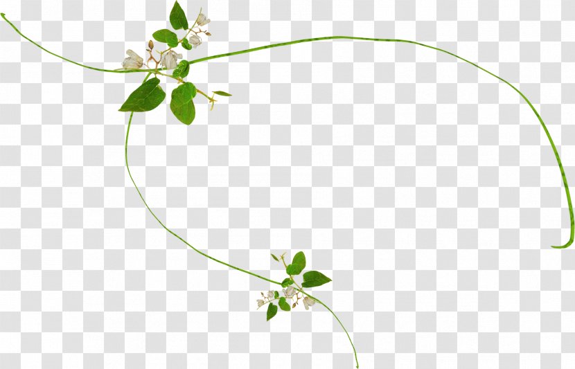 Twig Plant Stem Leaf Flower Herb - Branch Transparent PNG