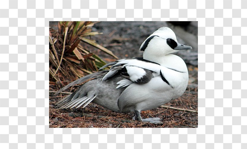 Duck Goose Oligocene Europe Anatidae - Ducks Geese And Swans Transparent PNG