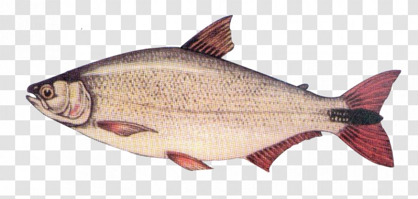 Salmon Fish Products Northern Red Snapper Oily Fauna - Peixes De Agua Doce Transparent PNG